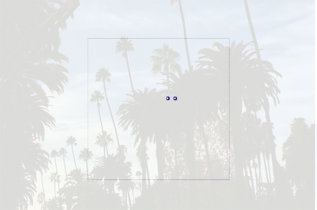 gif of stromer dog in different plays with palms in the background